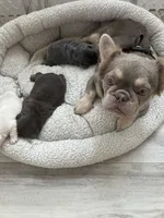 JOLENE, a female French Bulldog for sale in Islip Terrace, NY – 4 of 8