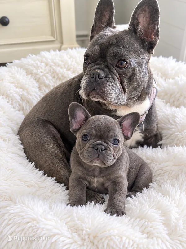 Luke – French Bulldog puppy for sale in Islip Terrace, NY