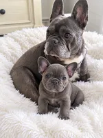 Luke, a male French Bulldog for sale in Islip Terrace, NY – 1 of 8