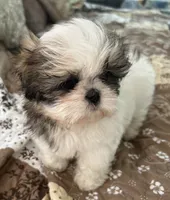 Pickles, a female Shih Tzu for sale in Islip Terrace, NY – 5 of 10
