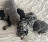 Dolly, a female French Bulldog for sale in Islip Terrace, NY – 7 of 9