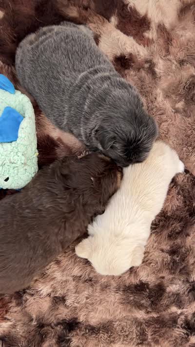Garth, a male French Bulldog for sale in Islip Terrace, NY – 4 of 9