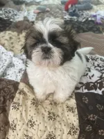 James, a male Shih Tzu for sale in Islip Terrace, NY – 7 of 10