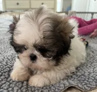 Pickles, a female Shih Tzu for sale in Islip Terrace, NY – 2 of 10