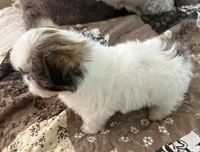 Pickles, a female Shih Tzu for sale in Islip Terrace, NY – 9 of 10