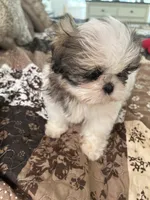 Pickles, a female Shih Tzu for sale in Islip Terrace, NY – 7 of 10