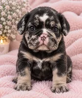 Dolly, a female French Bulldog for sale in Islip Terrace, NY – 1 of 9