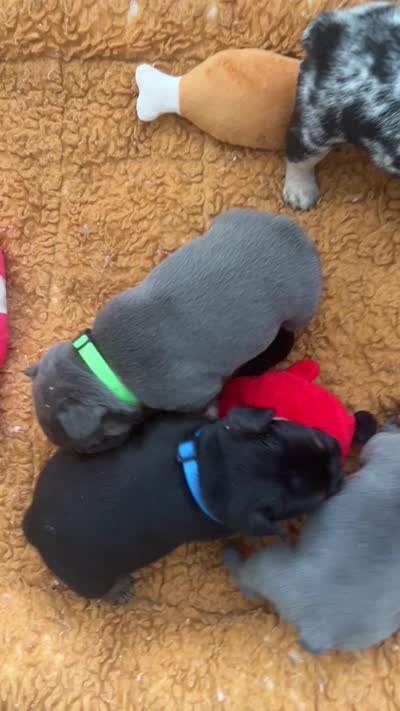 Bruno, a male French Bulldog for sale in Islip Terrace, NY – 9 of 9