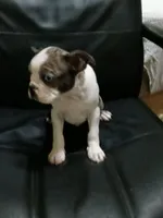 You Pick! ;) Boy, a male Boston Terrier for sale in Clinton, TN – Photo 2 of 6