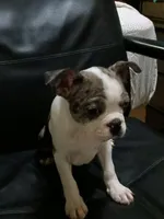 You Pick! ;) Boy, a male Boston Terrier for sale in Clinton, TN – Photo 4 of 6