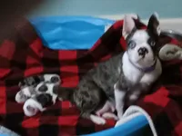 You Pick! ;) Boy, a male Boston Terrier for sale in Clinton, TN – Photo 6 of 6