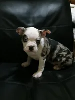 You Pick! ;) Boy, a male Boston Terrier for sale in Clinton, TN – Photo 1 of 6