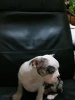 You Pick! ;) Boy, a male Boston Terrier for sale in Clinton, TN – Photo 3 of 6