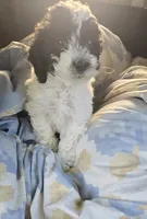 Amber, a female Poodle - Miniature  for sale in Tuscola, IL – 5 of 5