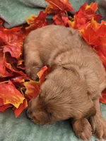 Milo, a male Miniature Goldendoodle for sale in Tuscola, IL – 2 of 4