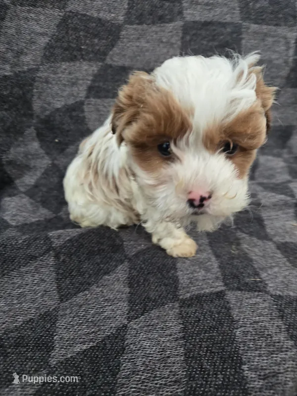 Patch, a male Poodle - Miniature  for sale in Tuscola, IL – Photo 1 of 1