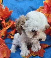 Honey, a female Poodle - Miniature  for sale in Tuscola, IL – 3 of 4