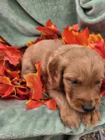 Milo, a male Miniature Goldendoodle for sale in Tuscola, IL – 4 of 4