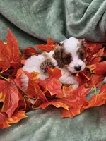 Spot, a male Cavapoo for sale in Tuscola, IL – 3 of 3