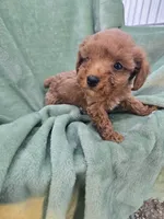 Max, a male Poodle - Miniature  for sale in Tuscola, IL – 2 of 3