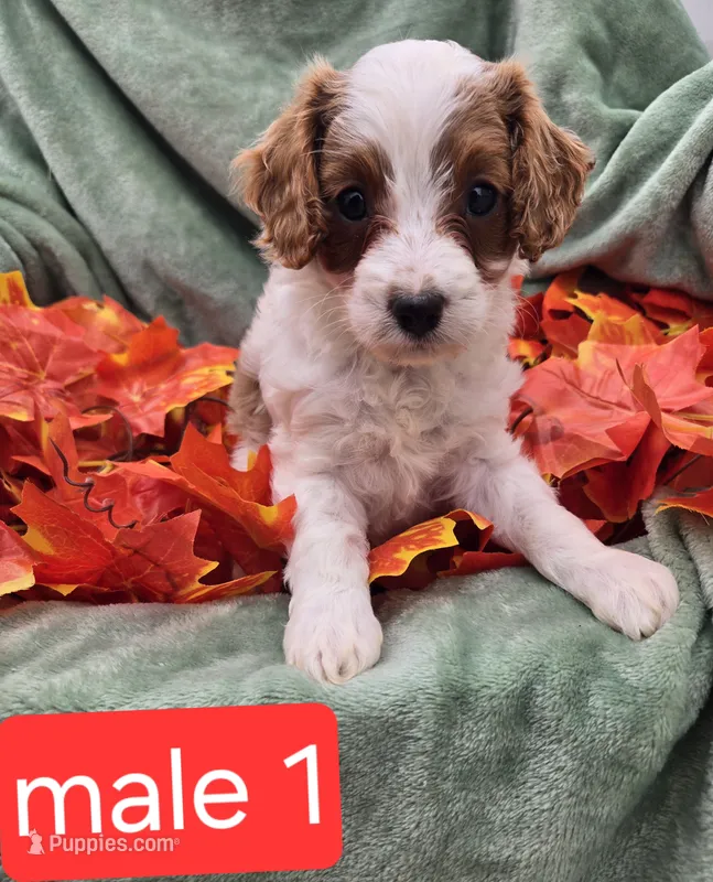 Spot – Cavapoo puppy for sale in Tuscola, IL