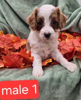 Spot, a male Cavapoo for sale in Tuscola, IL – 1 of 3