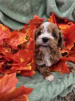 Buster, a male Cavapoo for sale in Tuscola, IL – 2 of 3