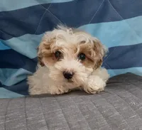 Frank, a male Poodle - Miniature  for sale in Tuscola, IL – Photo 2 of 3