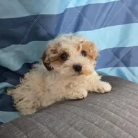 Frank, a male Poodle - Miniature  for sale in Tuscola, IL – Photo 3 of 3