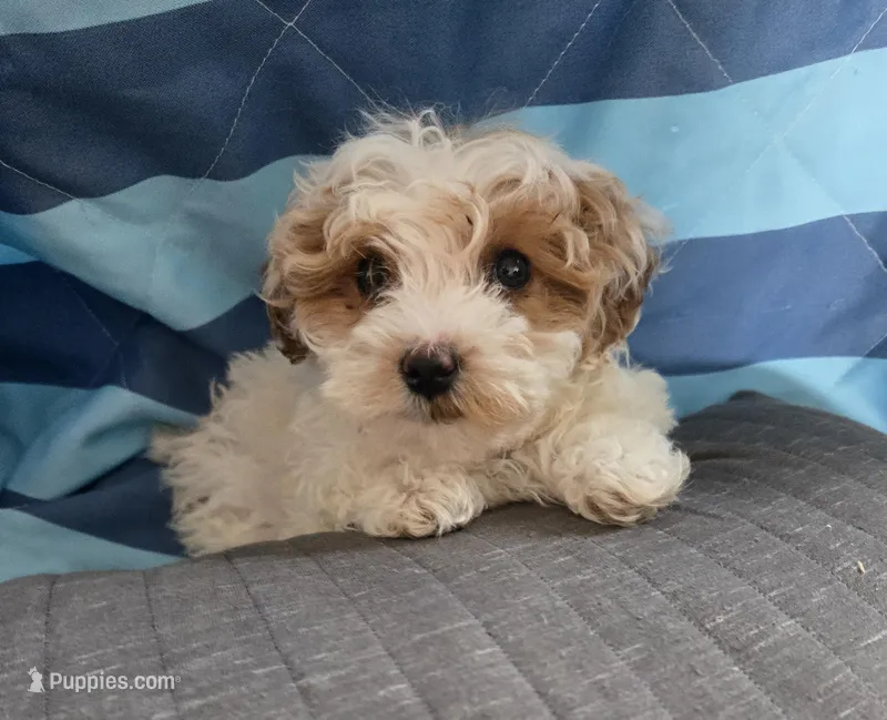 Frank, a male Poodle - Miniature  for sale in Tuscola, IL – Photo 1 of 3