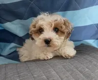 Frank, a male Poodle - Miniature  for sale in Tuscola, IL – Photo 1 of 3