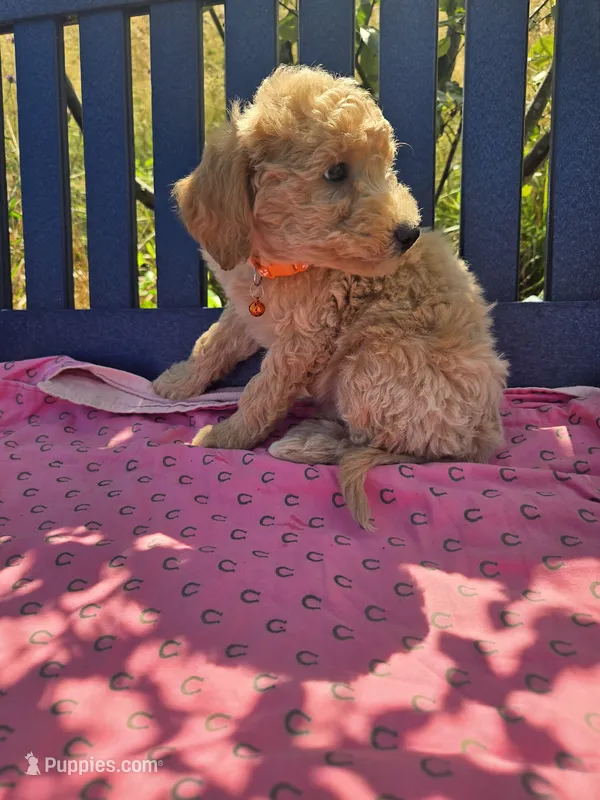 Jasper – Miniature Goldendoodle puppy for sale in Tuscola, IL