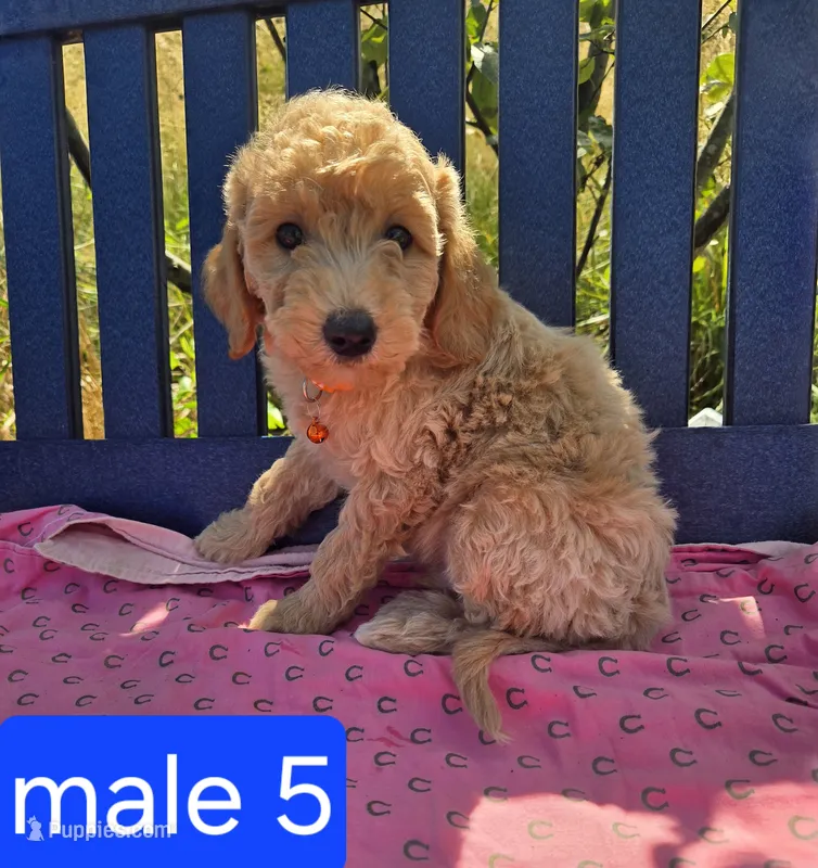 Jasper – Miniature Goldendoodle puppy for sale in Tuscola, IL