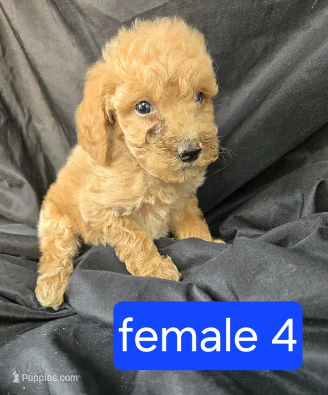 Sadie – Miniature Goldendoodle puppy for sale in Tuscola, IL