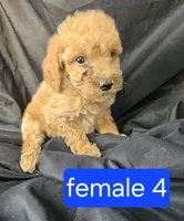 Sadie, a female Miniature Goldendoodle for sale in Tuscola, IL – 1 of 2