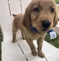 Buddy, a male Golden Retriever for sale in Tuscola, IL – 1 of 3