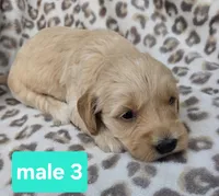 Jon, a male Miniature Goldendoodle for sale in Tuscola, IL – 2 of 2