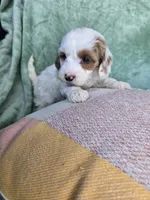 Maria, a female Miniature Goldendoodle for sale in Tuscola, IL – Photo 3 of 3