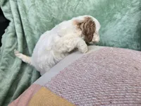 Maria, a female Miniature Goldendoodle for sale in Tuscola, IL – Photo 2 of 3