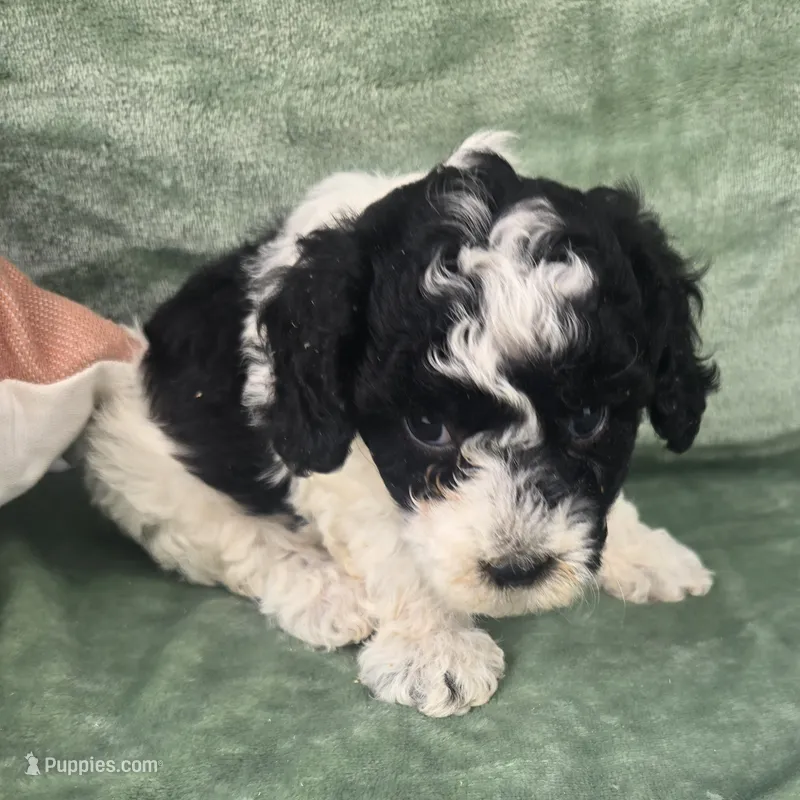 Amber – Poodle - Miniature  puppy for sale in Tuscola, IL
