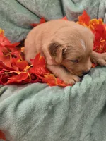 Hank, a male Miniature Goldendoodle for sale in Tuscola, IL – 4 of 4