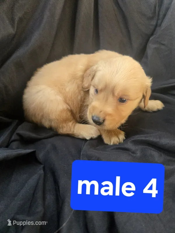 Buddy – Golden Retriever puppy for sale in Tuscola, IL