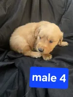 Buddy, a male Golden Retriever for sale in Tuscola, IL – 1 of 1