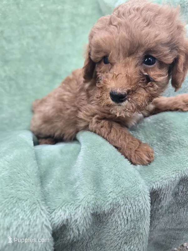 Simon – Poodle - Miniature  puppy for sale in Tuscola, IL