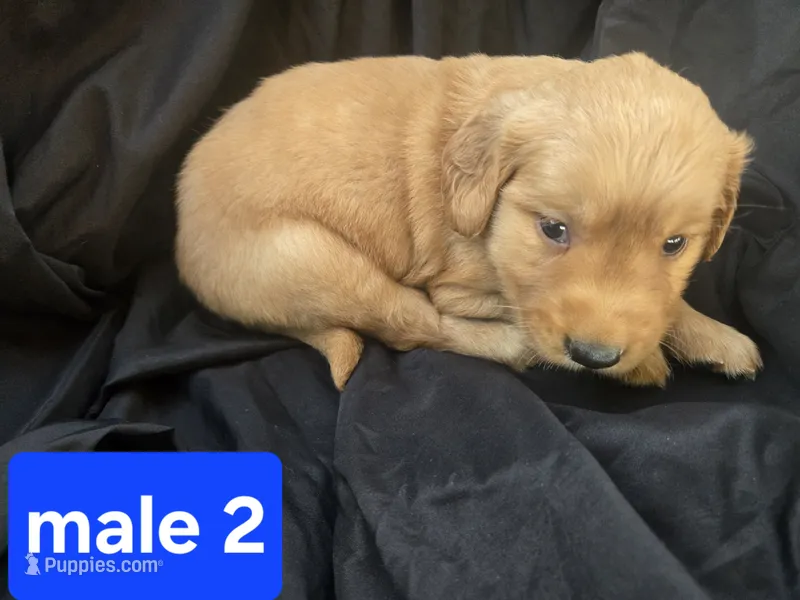 Teddy – Golden Retriever puppy for sale in Tuscola, IL