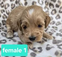 Pearl , a female Miniature Goldendoodle for sale in Tuscola, IL – 2 of 4