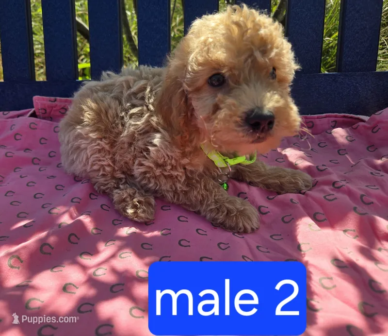 Murphy – Miniature Goldendoodle puppy for sale in Tuscola, IL