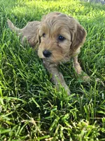 Red, a male Miniature Goldendoodle for sale in Tuscola, IL – 2 of 2