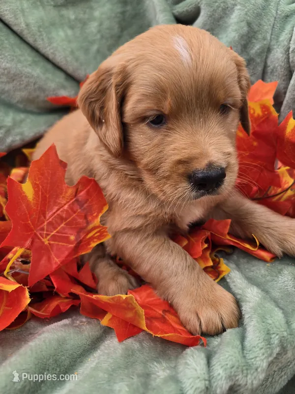 Hank – Miniature Goldendoodle puppy for sale in Tuscola, IL