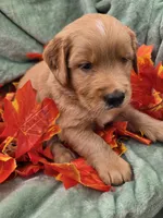 Hank, a male Miniature Goldendoodle for sale in Tuscola, IL – 1 of 4